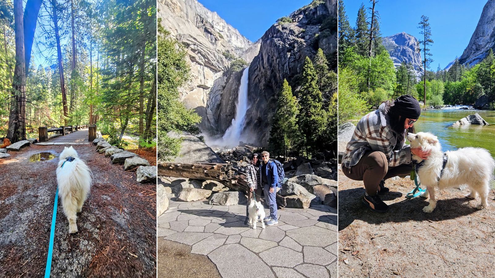Pet-Friendly Yosemite Vacation Rentals: What to Know & Where to Stay
